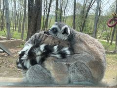 -哈尔滨北方森林动物园