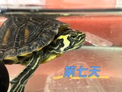 -北京观赏动物医院·24小时大型综合·猫专科·异宠专科