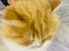 -喵的天空名猫咖啡馆·撸猫·猫舍·用品