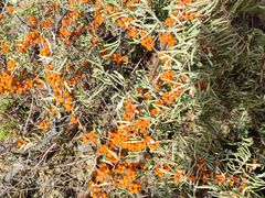 -苏木山森林公园