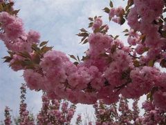 青龙寺樱花节-西安青龙寺遗址景区