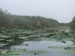 -白洋淀景区