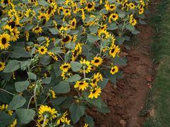 -合肥滨湖国家森林公园