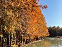 -上海海湾国家森林公园