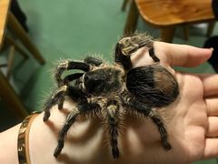 -藦茜花园宠物主题亲子互动体验馆(国顺东路店)