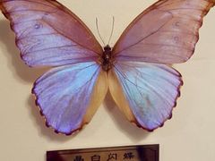 android_upload_pic-上海昆虫博物馆