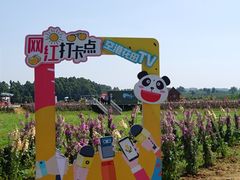 -空港花田景区