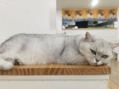 -李小姐の猫咖啡馆(五角场店)