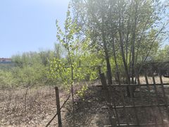 -李官龙王庙海滨旅游度假村