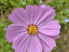 -上海滨江森林公园