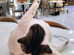 -喵园·猫主题咖啡厅·撸猫·猫咖(国贸店)