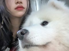 -星多哈·狗咖·拼豆·咖啡