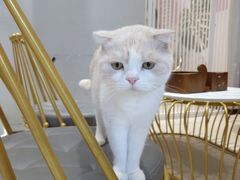 -藏猫猫咖啡主题馆(中央大道店)