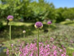 -花开海上生态园