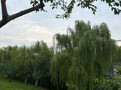 -合肥滨湖国家森林公园