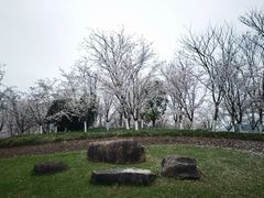 -径山花海