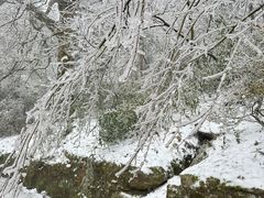 -庐山风景区花径公园