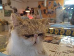 -平行世界·猫咖(首经贸店)