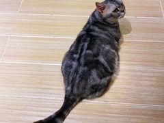 -momokira米努特·德文卷毛猫·棉花面纱犬