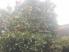 -王阿姨文昌油赞子(府桥街店)