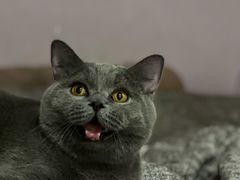 -猫大福·Fortune Cat猫舍(百子湾店)