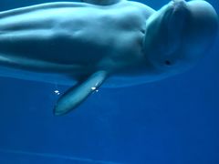 -芜湖新华联大白鲸海洋公园