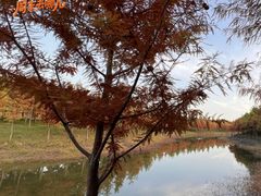 -合肥滨湖国家森林公园