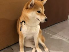 -柴务处·柴犬主题狗咖