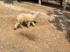 -石家庄市动物园