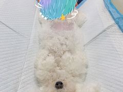 -宠颐生动物医院·小陆分院