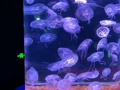 -欢乐海岸海洋奇梦馆