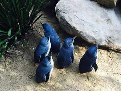 -费瑟代尔野生动物园