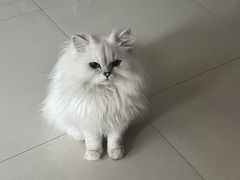 -翊宠yipet猫狗购宠庄园犬舍•猫舍