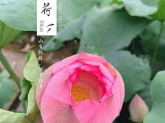 -莫催咖啡