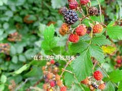 -青龙山国家森林公园