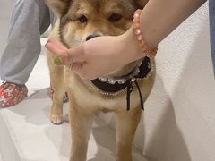 -柴务处·柴犬主题狗咖