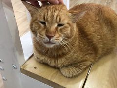 -李小姐の猫咖啡馆(五角场店)