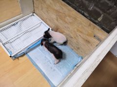 -猫色咖啡·猫咖