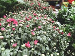 -秦美花卉(天朗·莱茵小城2期店)