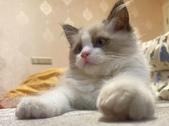 -贝康宠物医院·犬猫全科·小动物特色诊疗中心(东环路店)