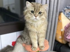 -东方名猫馆·英短金渐层布偶猫舍(环线广场1号楼店)