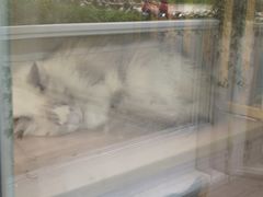 -李小姐の猫咖啡馆(五角场店)