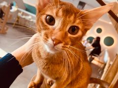 -飞行喵MR PILOT|猫舍·猫咖(静安大融城店)