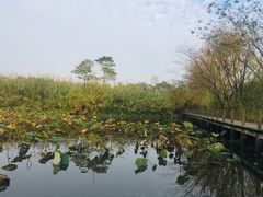 -溱湖国家湿地公园