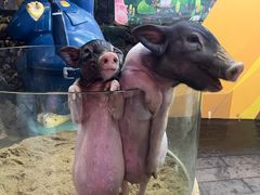 -正佳雨林生态植物园