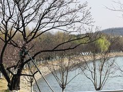 -羊山湖公园