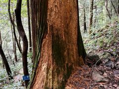-天目山大树王景区