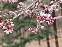 -北京西山国家森林公园