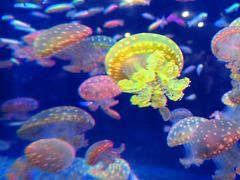 -海合安青岛极地海洋公园