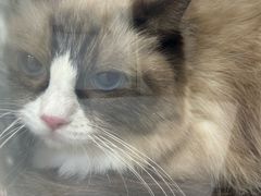 -中农国际动物医院24小时·猫科·骨科·急重症中心